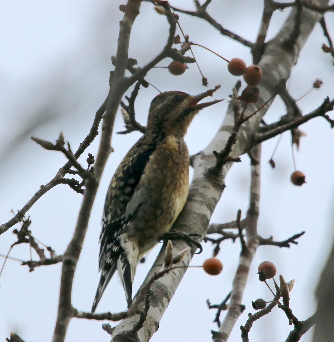 Yellow-bellied Sapsucker - ML513895831