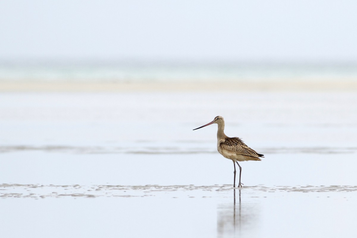 Marbled Godwit - ML51389601