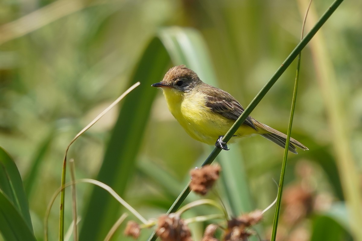 Warbling Doradito - Luis Piñeyrua