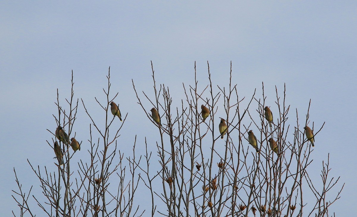 Cedar Waxwing - ML513896241