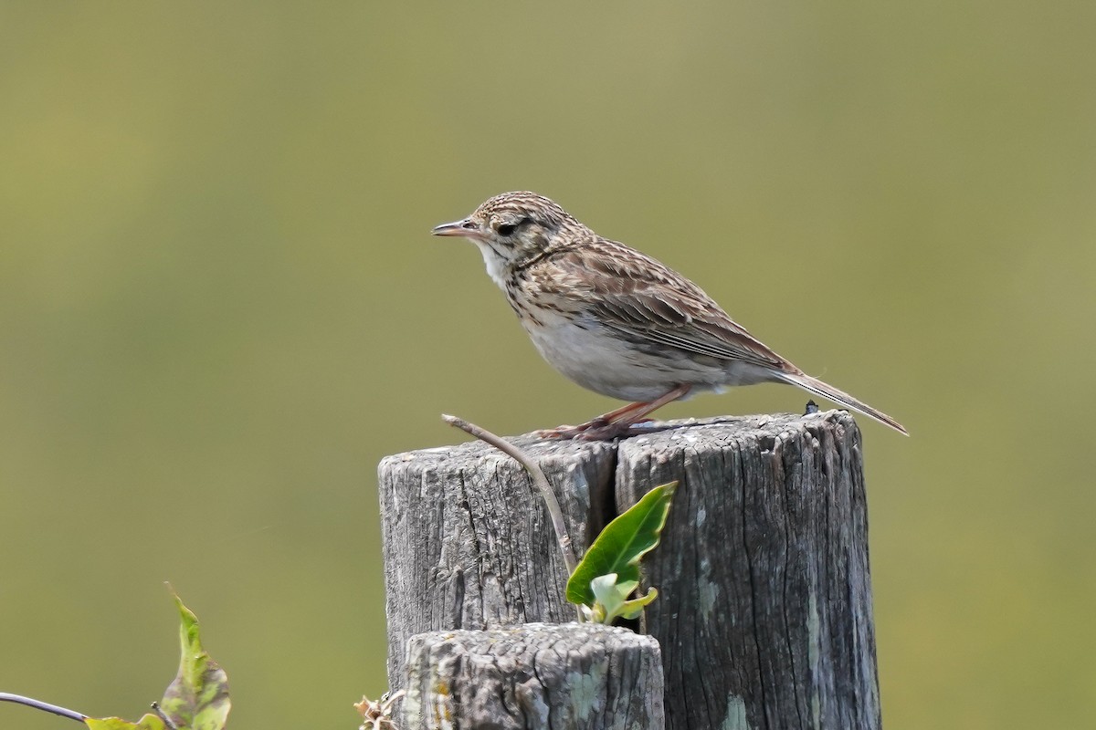 Pipit à plastron - ML513896301