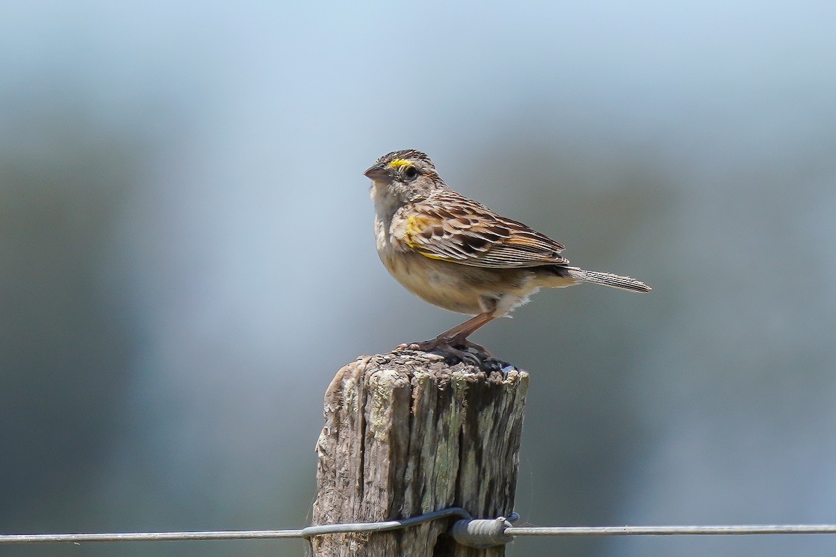 Grassland Sparrow - ML513896401