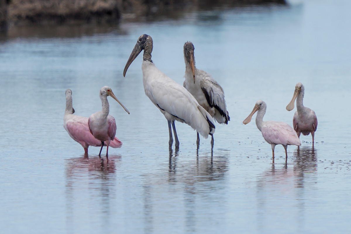 Wood Stork - ML513896511