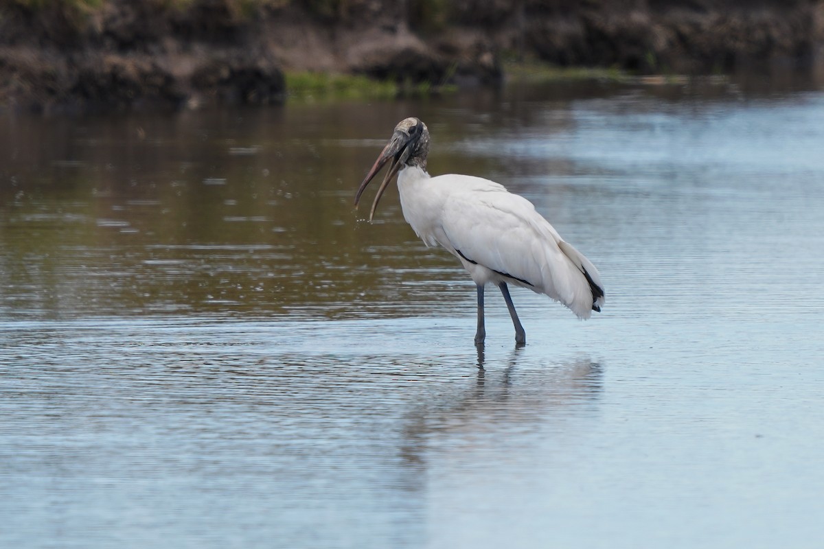 Wood Stork - ML513896521