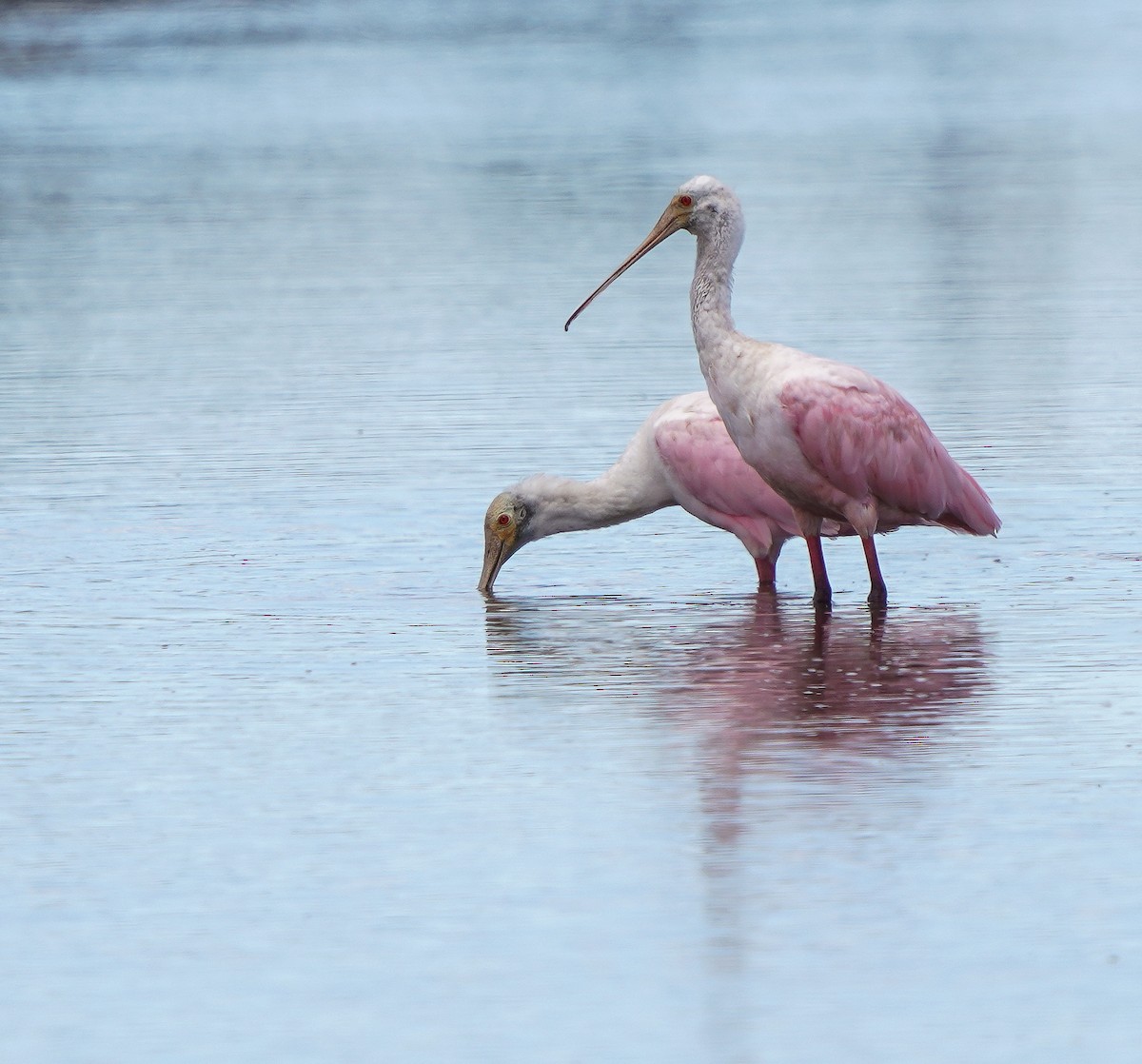 Roseate Spoonbill - ML513896791