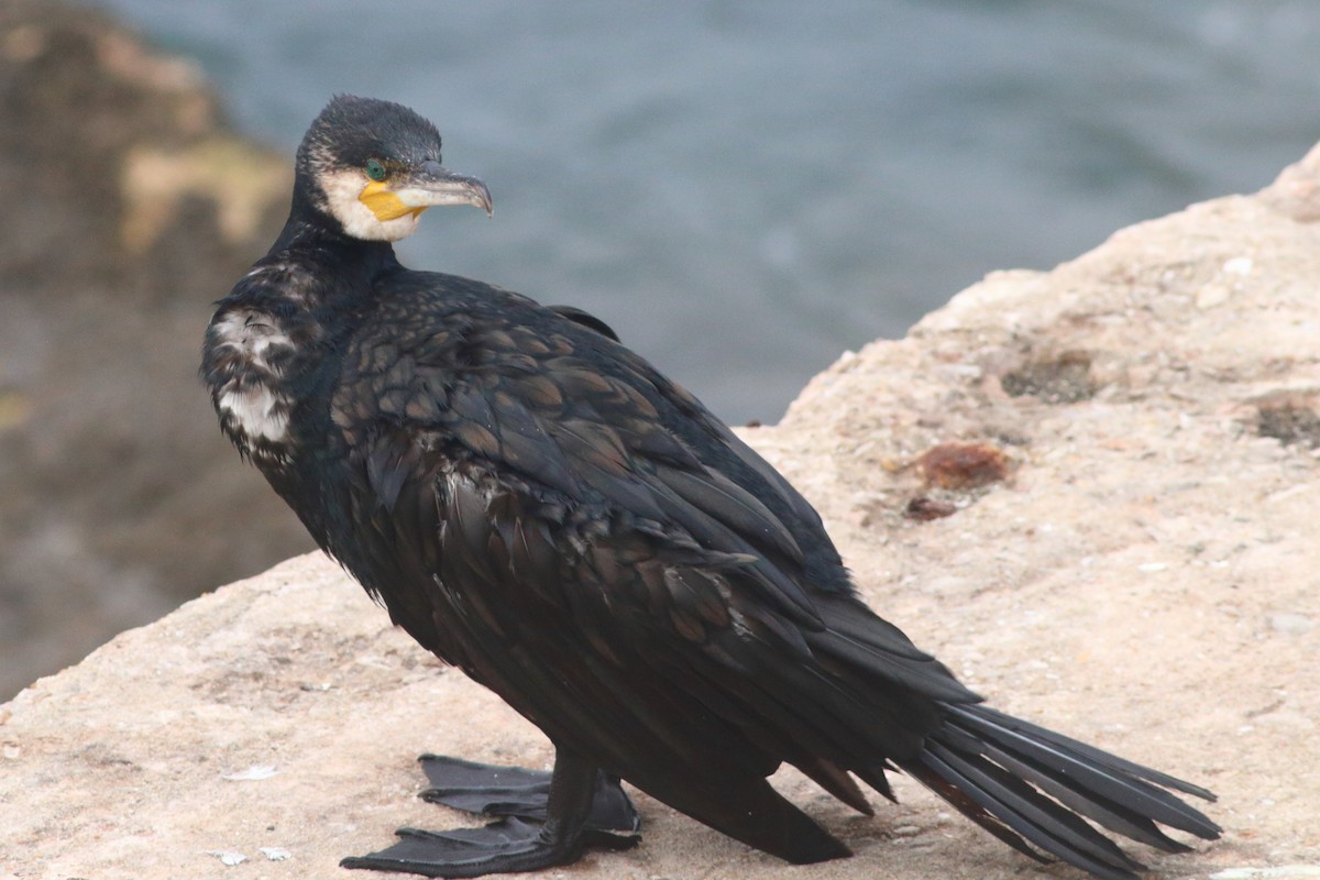 Great Cormorant - ML513896951