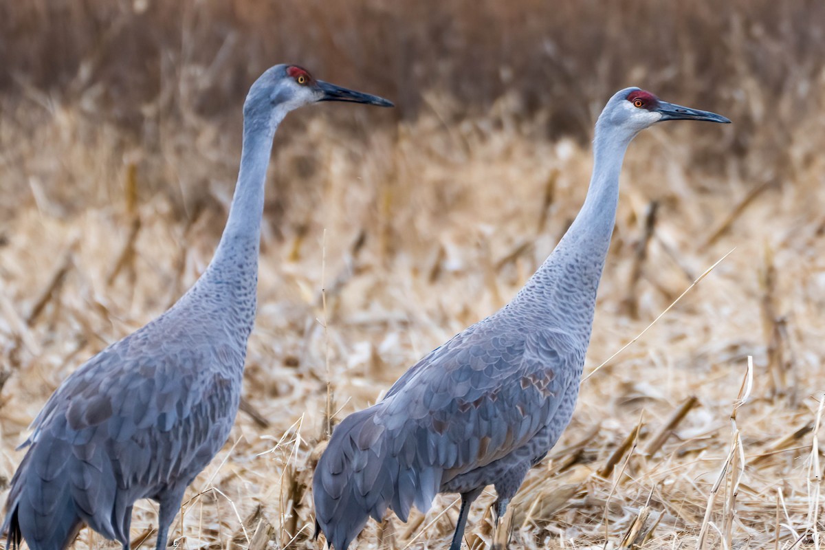 Sandhill Crane - ML513897301