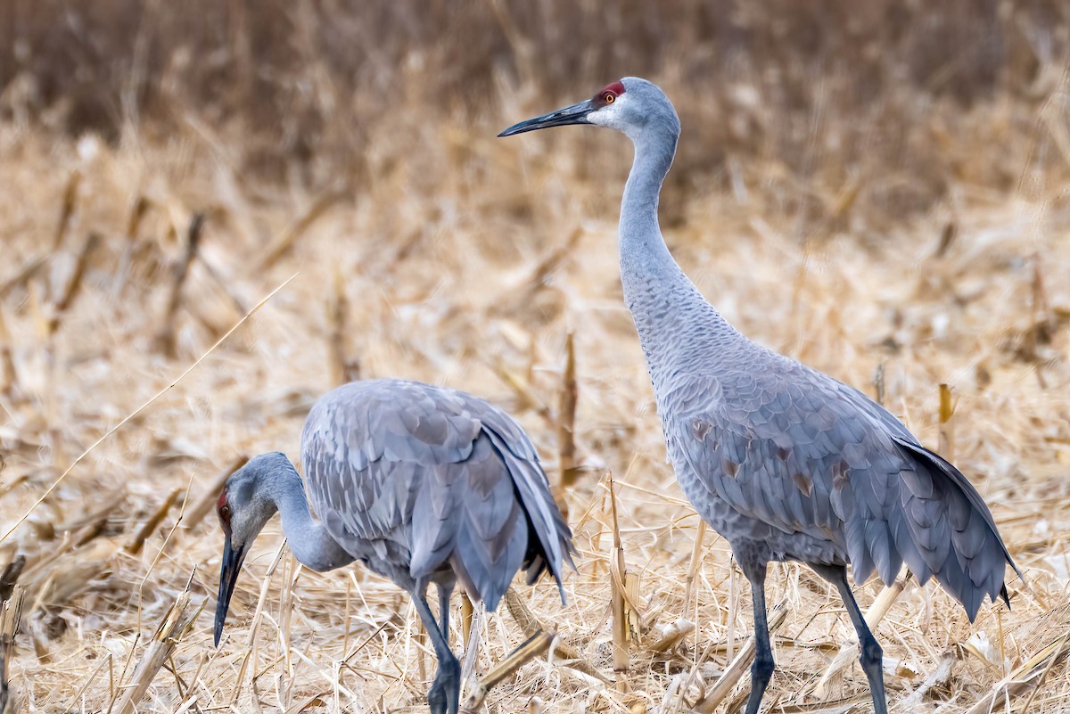 Sandhill Crane - ML513897311