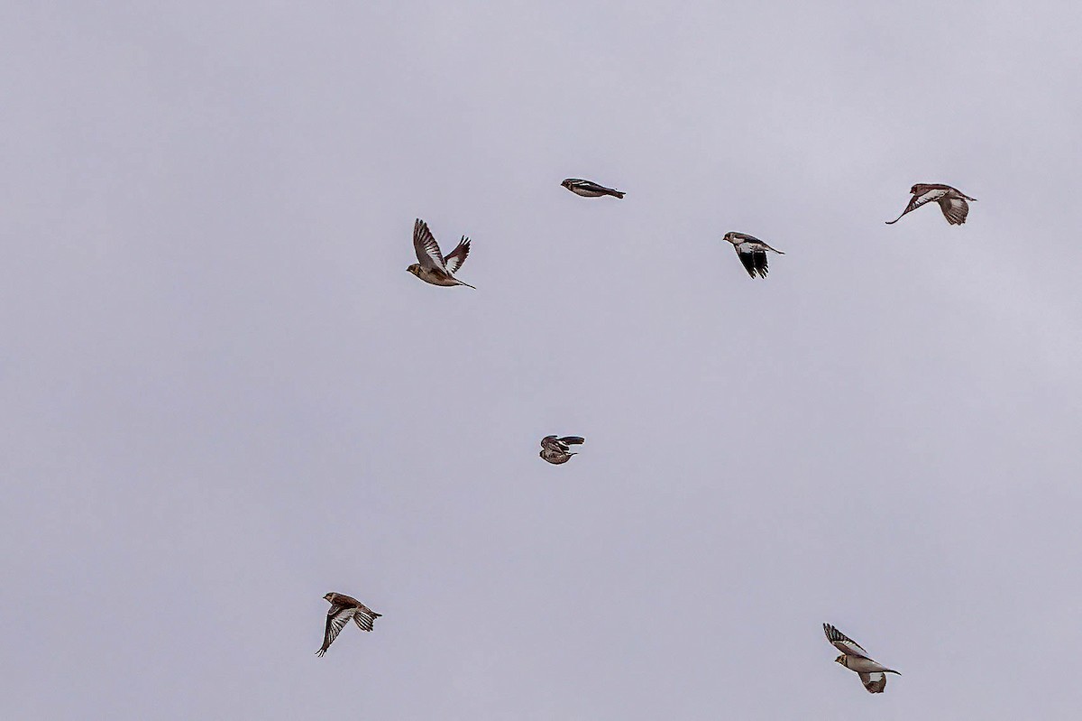 Snow Bunting - ML513897411