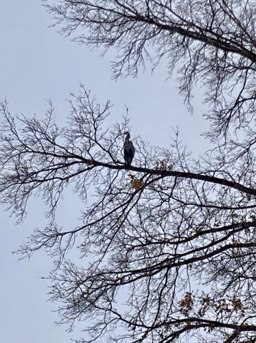 Great Blue Heron - ML513898231