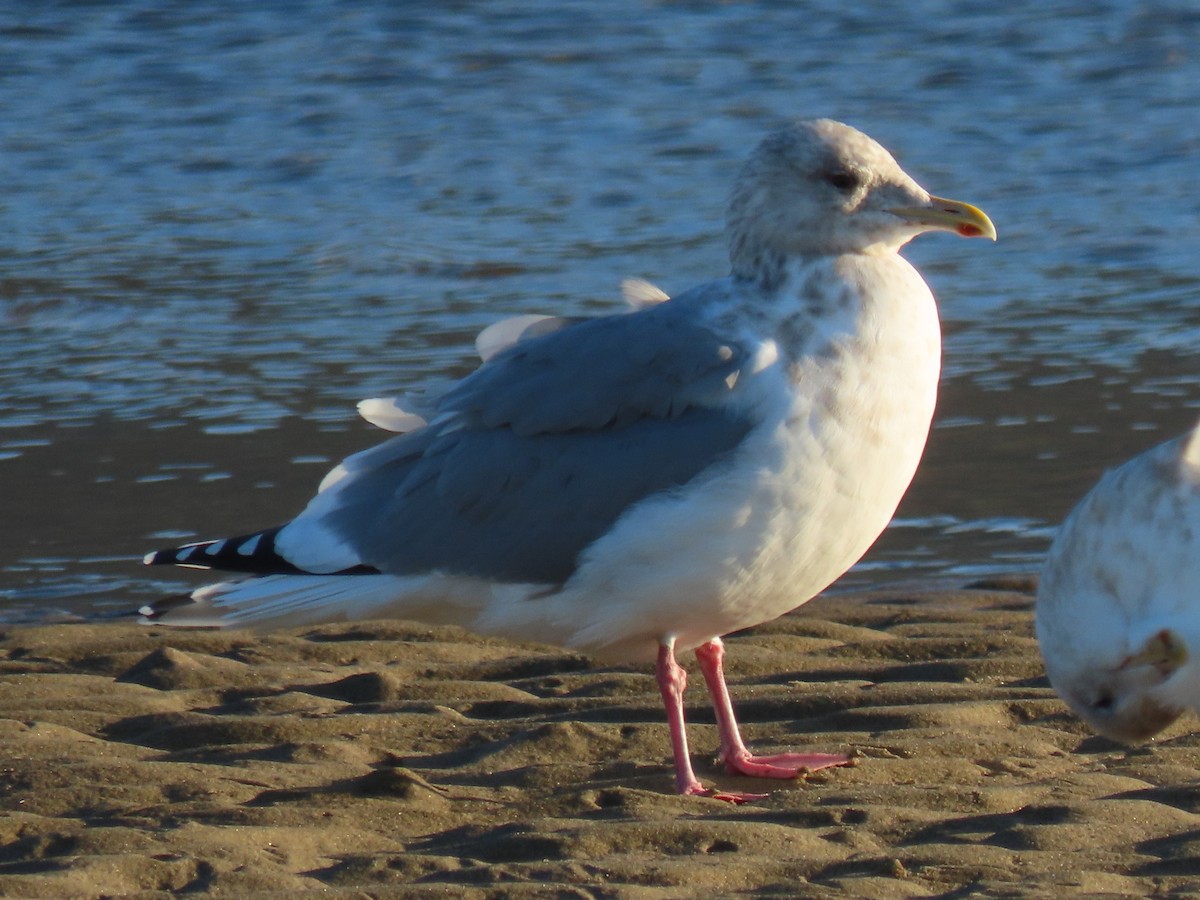 Gaviota Groenlandesa - ML513899331