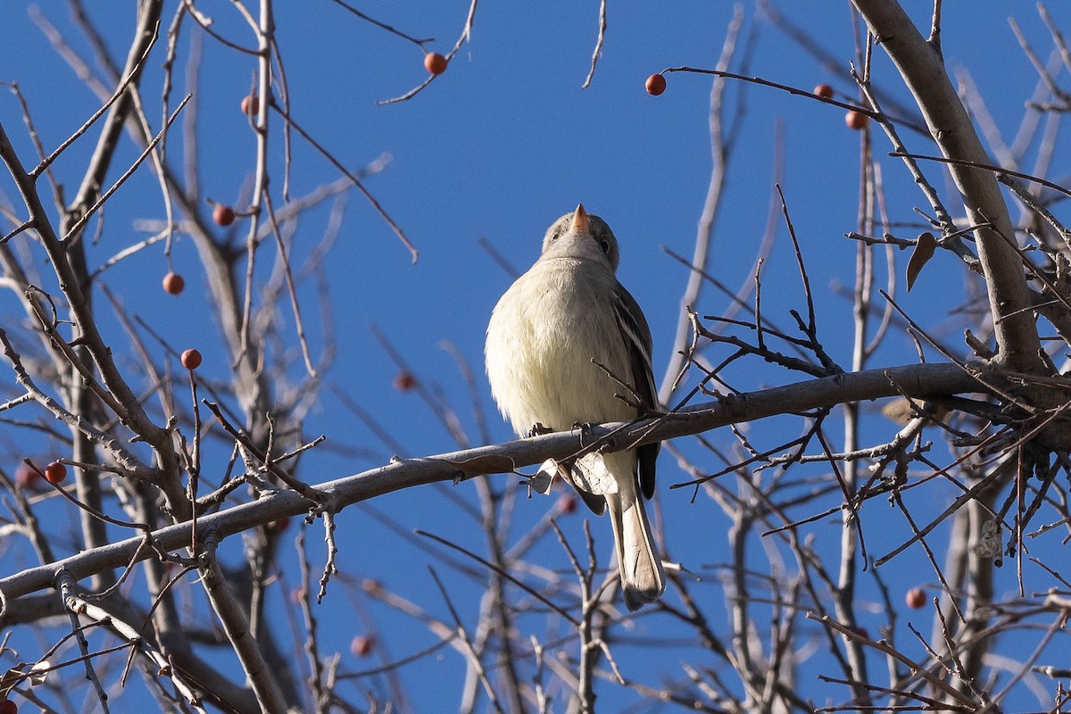 Gray Flycatcher - ML513899491