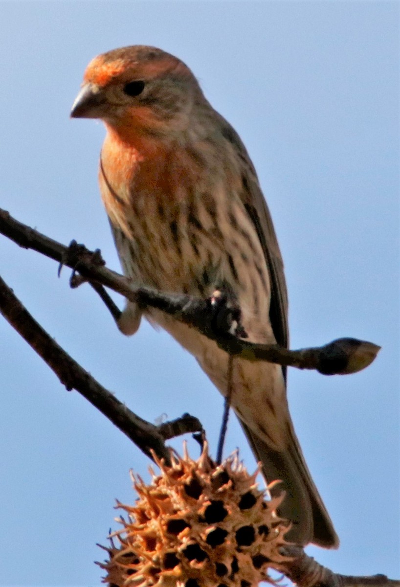 House Finch - Barry Spolter