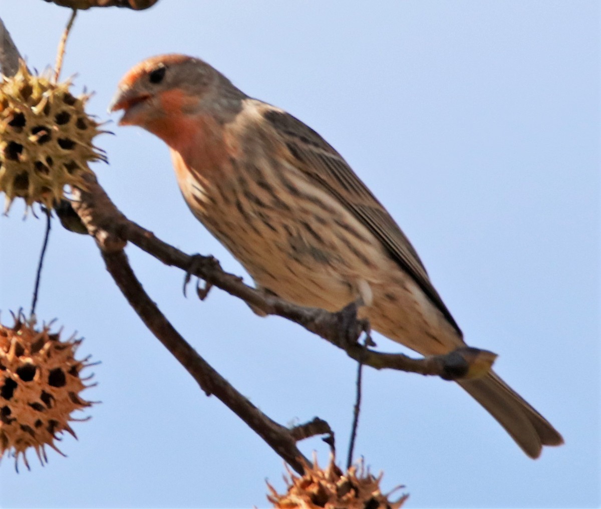 House Finch - Barry Spolter