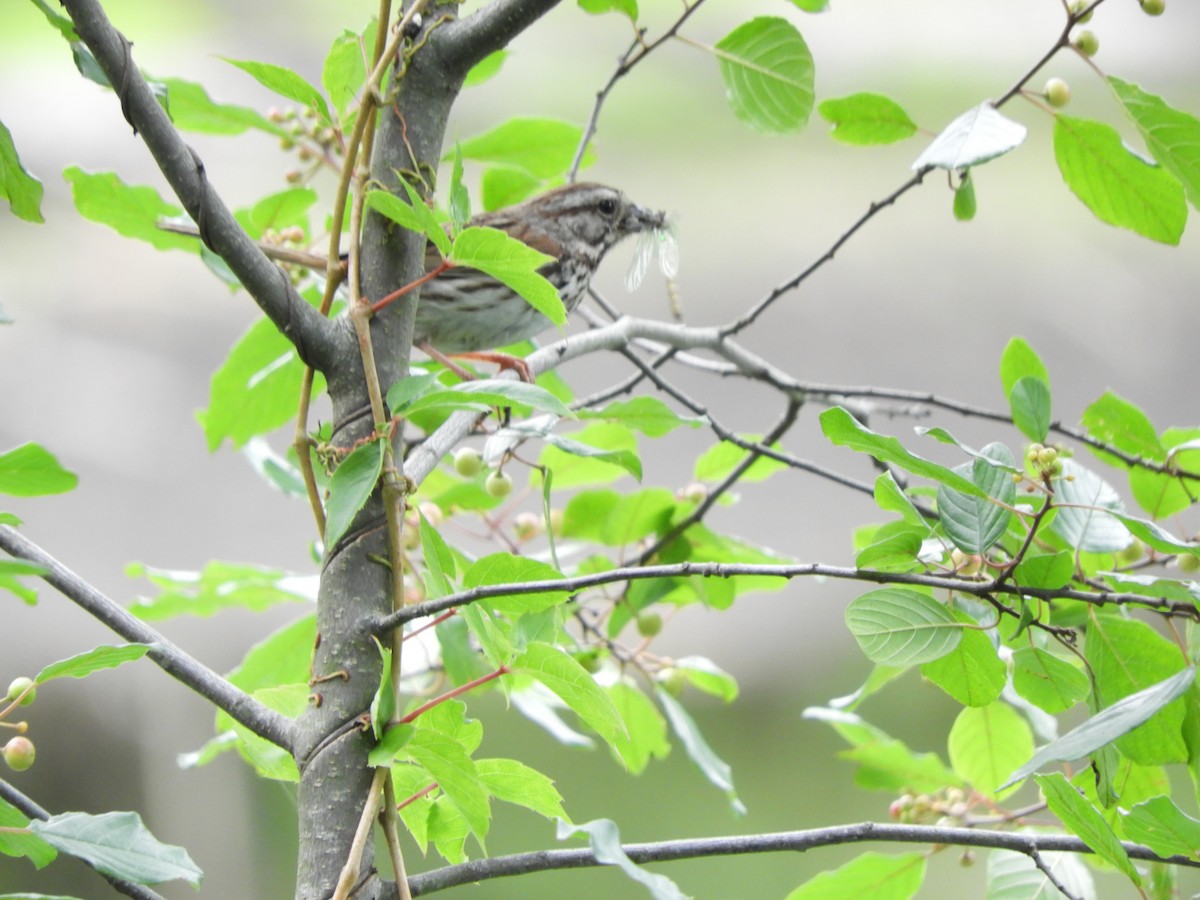 Song Sparrow - ML513900071