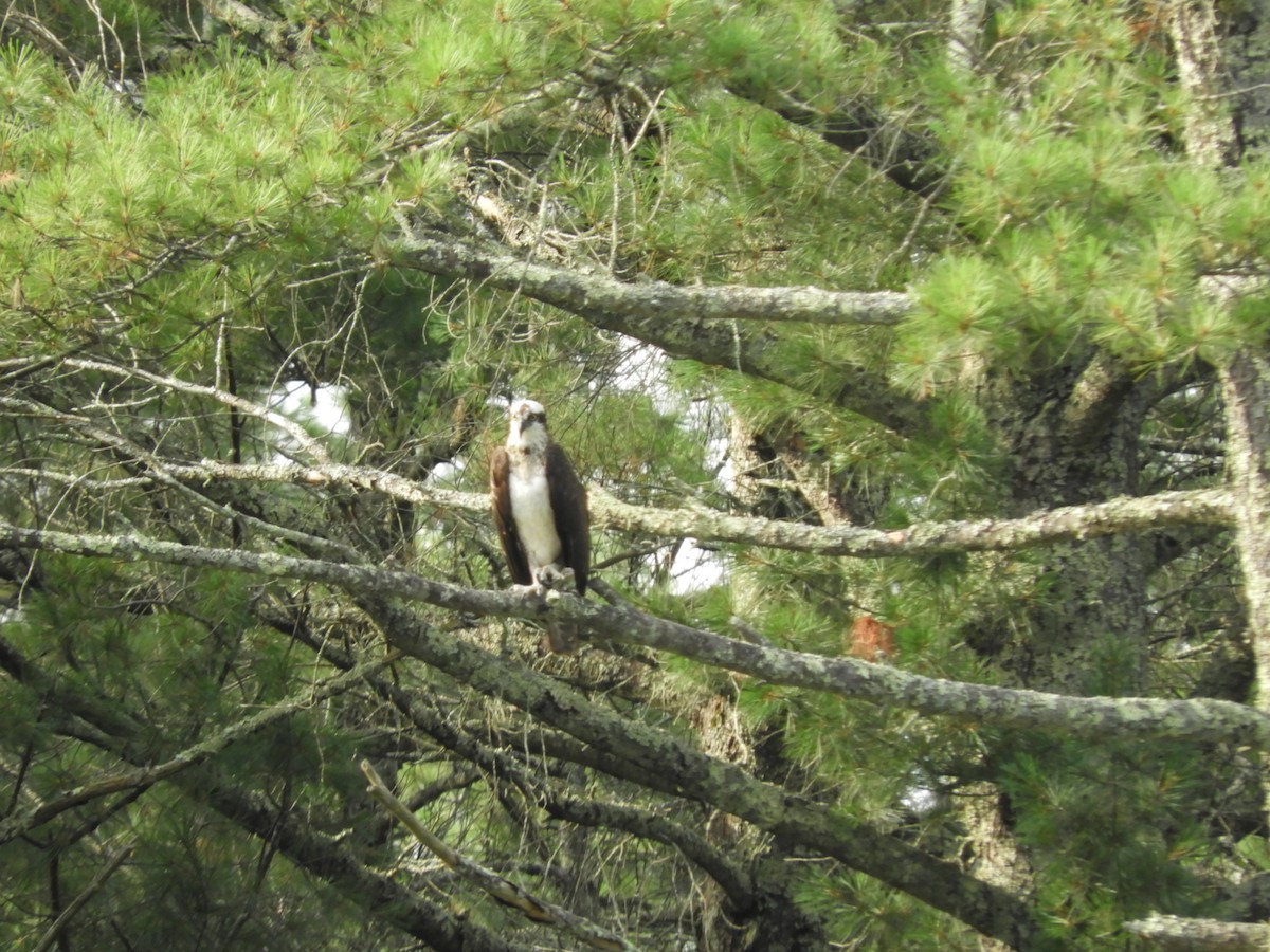 Águila Pescadora - ML513900241