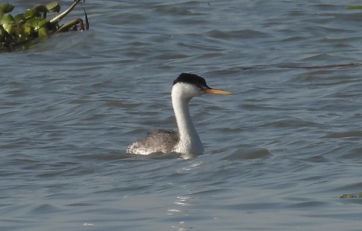 Clark's Grebe - ML513900501