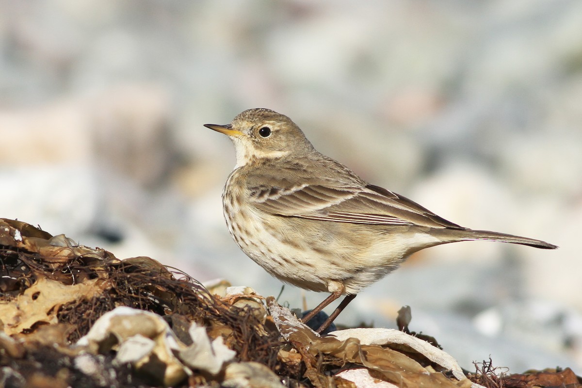 American Pipit - Evan Lipton