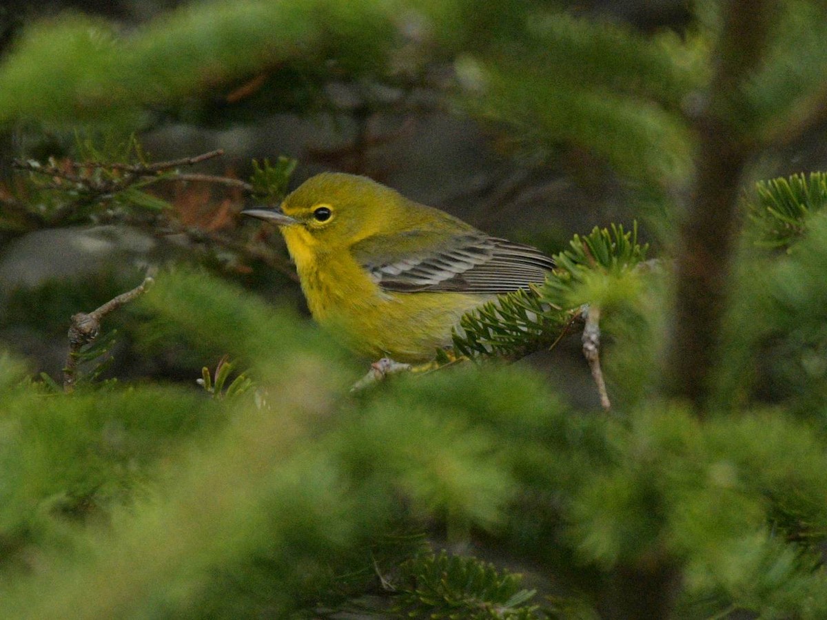 Pine Warbler - ML513901221