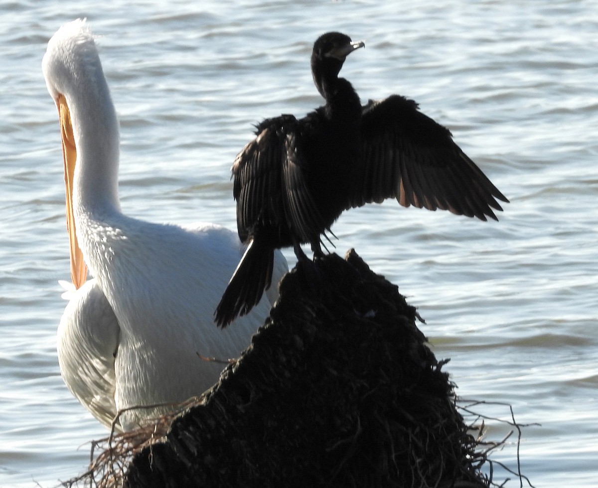 Neotropic Cormorant - ML513901681