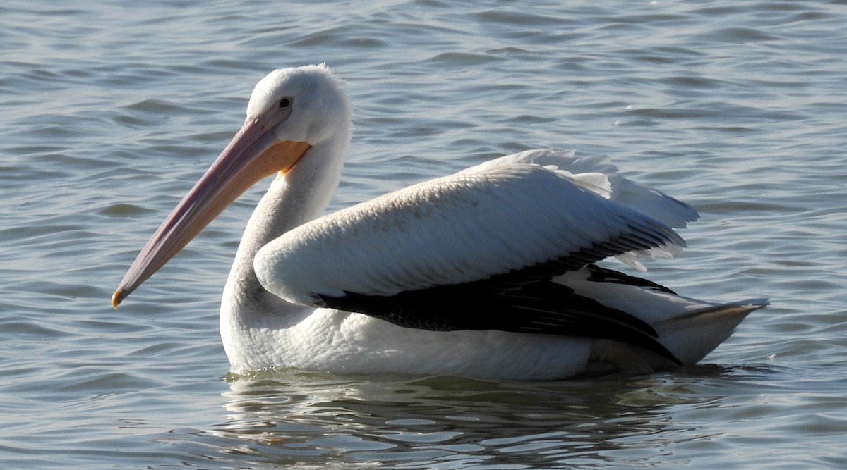 American White Pelican - Duncan Poole