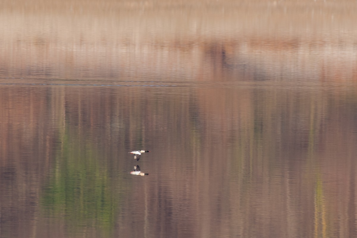 Gänsesäger - ML513901971