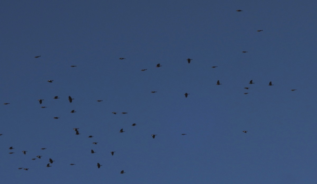 Yellow-headed Blackbird - ML513902101