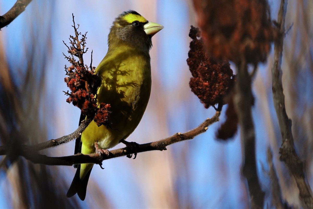 Evening Grosbeak - ML513902261