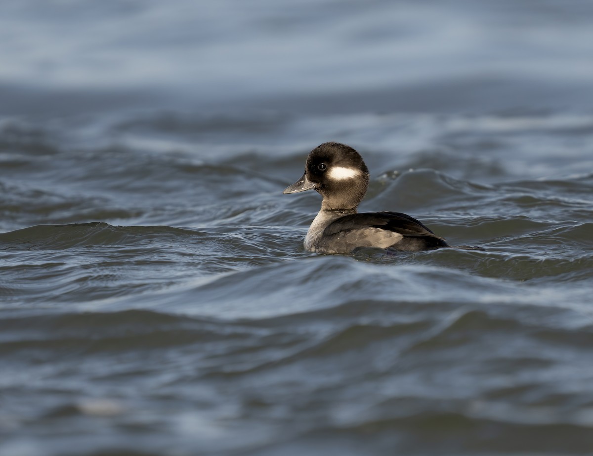 Bufflehead - Erica Heusser