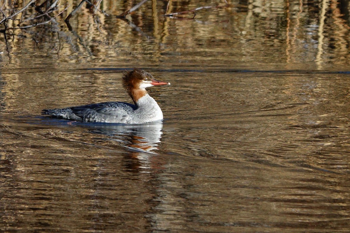 Common Merganser - ML513902541