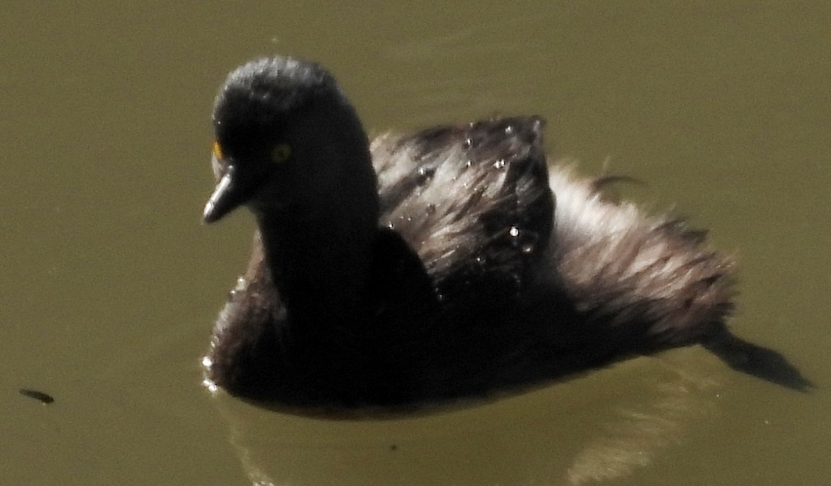 Least Grebe - Duncan Poole