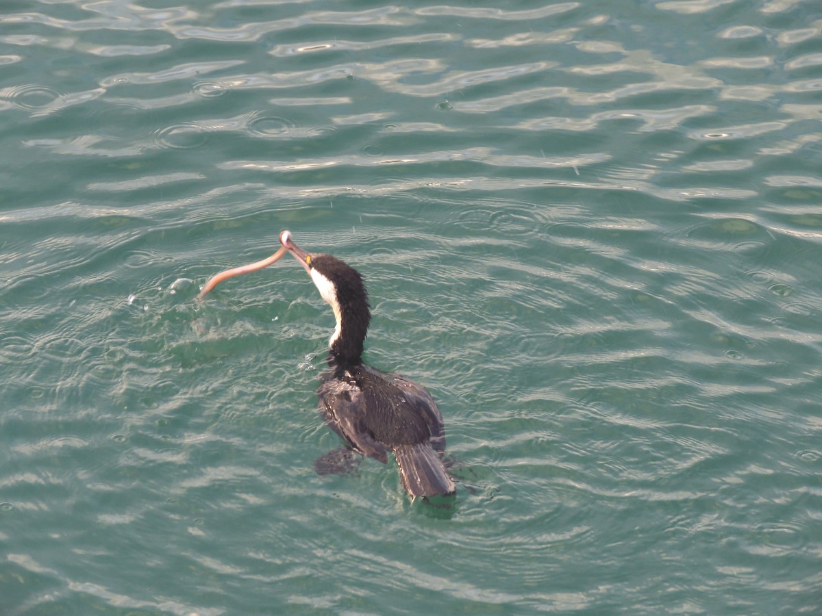 Pied Cormorant - ML513904571