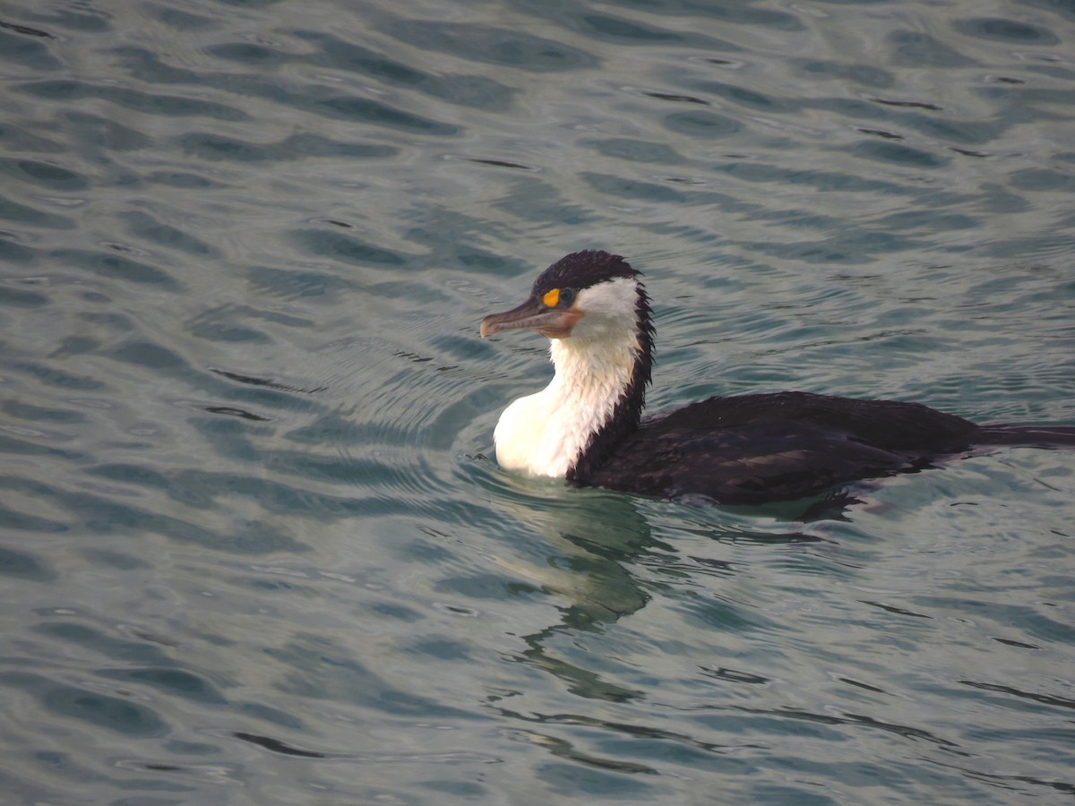 Pied Cormorant - ML513904591