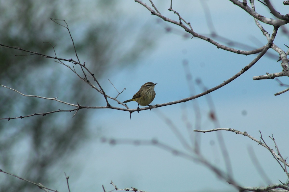 lesňáček bažinný (ssp. palmarum) - ML513904711