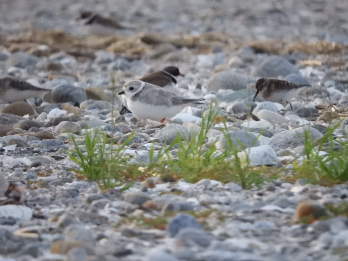 Piping Plover - Bianca Beland