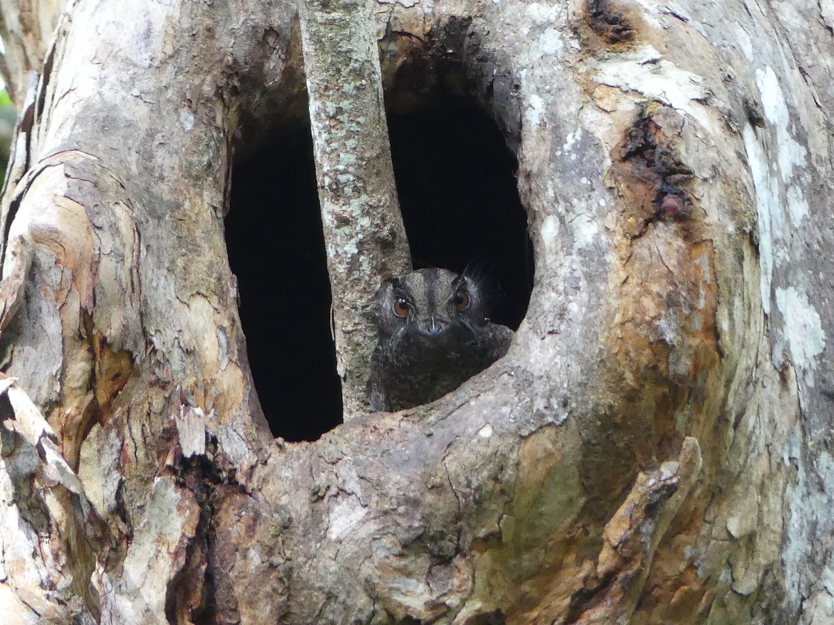 Barred Owlet-nightjar - Peter Kaestner