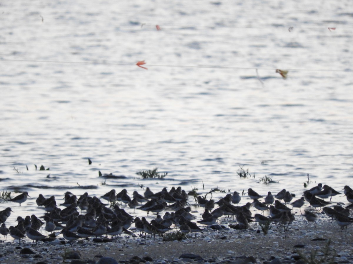 Calidris sp. (petit bécasseau sp.) - ML513905971