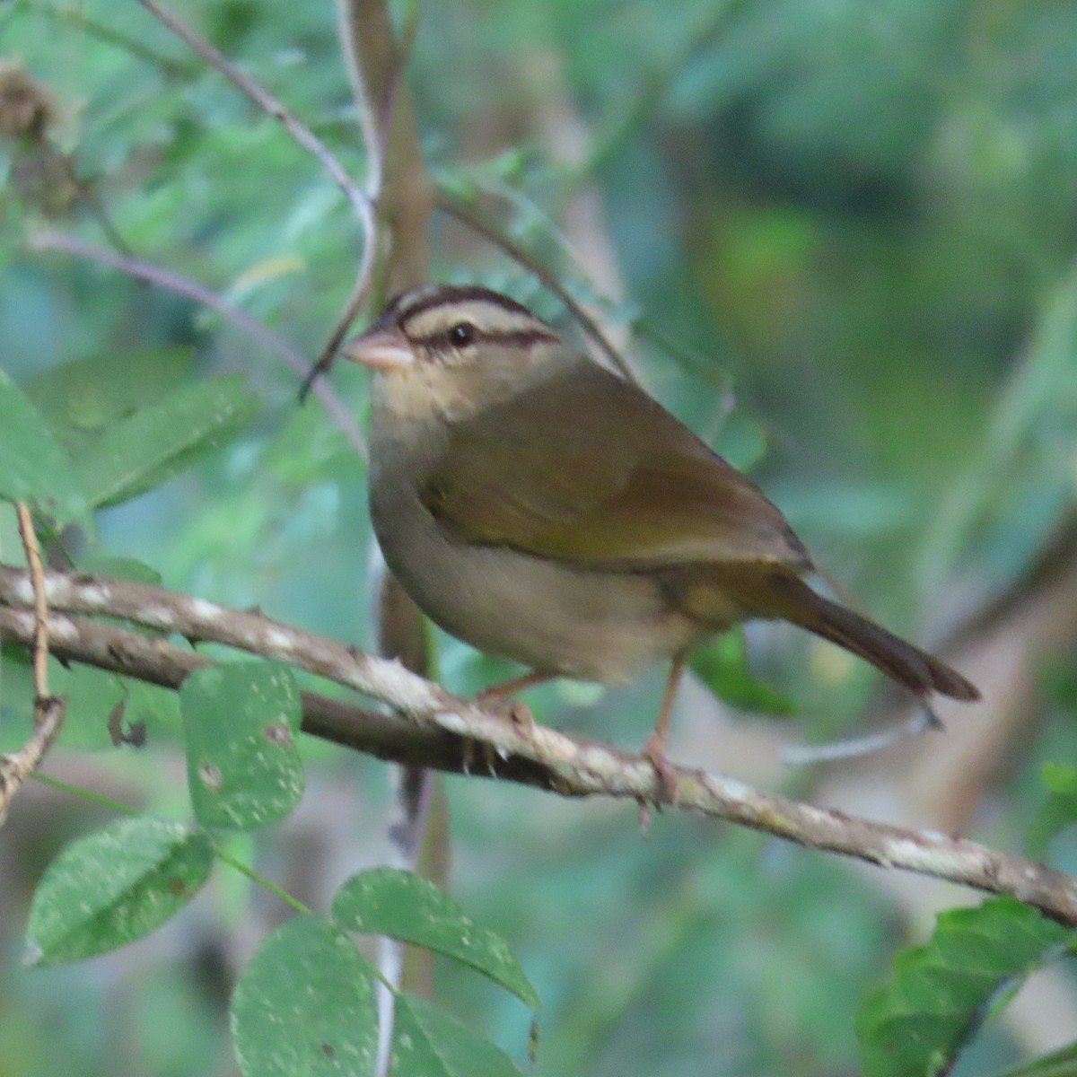 Olive Sparrow (Pacific) - ML513910041