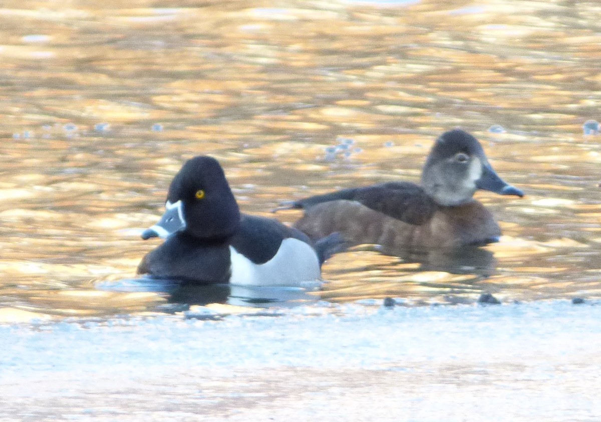 Ring-necked Duck - ML51391011