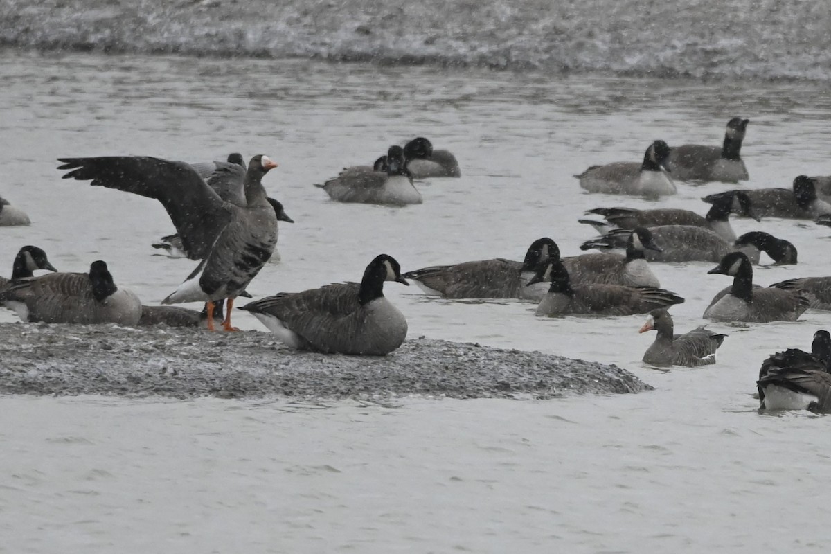 Greater White-fronted Goose - ML513910351
