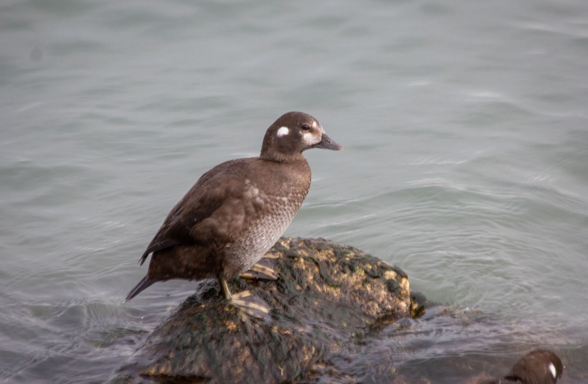 kačka strakatá - ML513910371