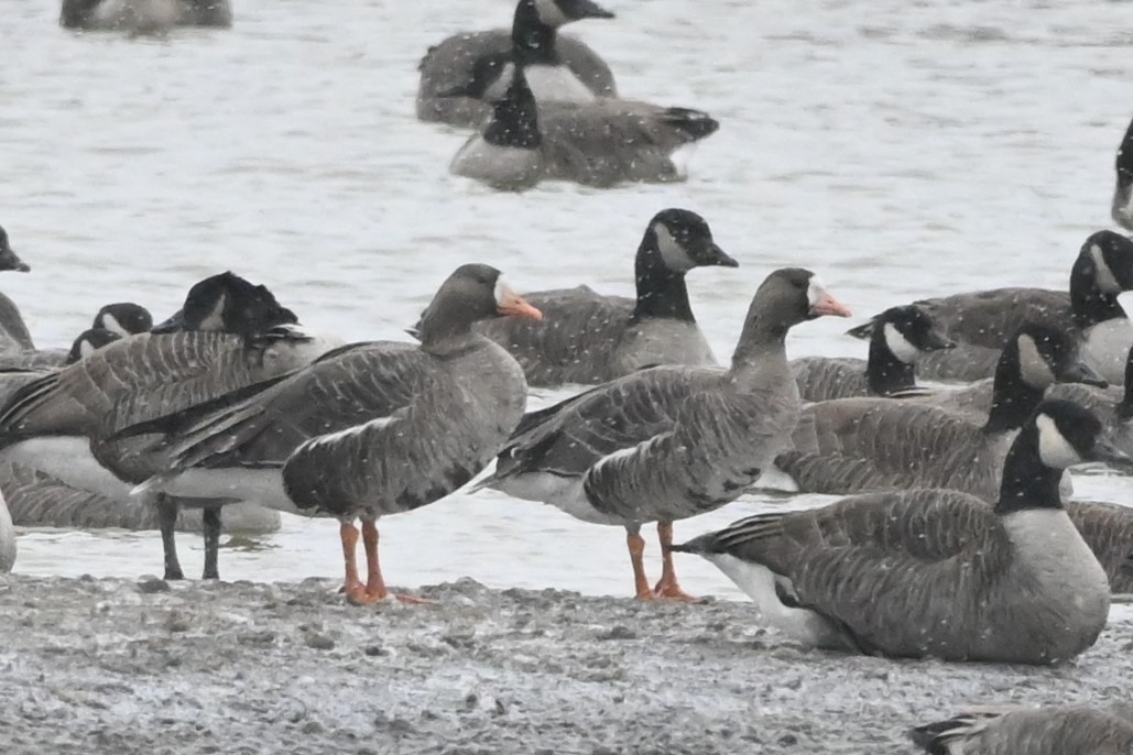 Greater White-fronted Goose - ML513910451