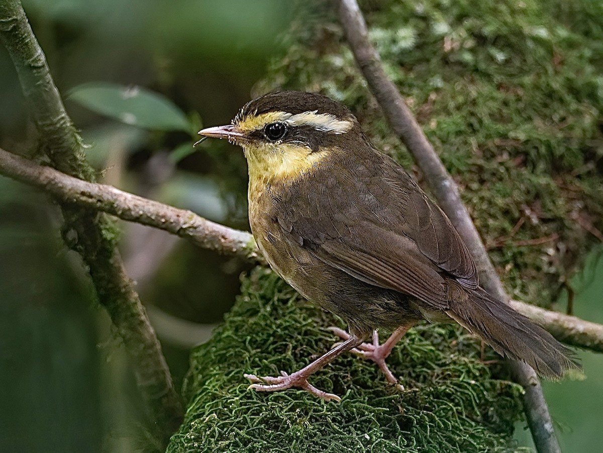 Yellow-browed Oxylabes - Craig Rasmussen