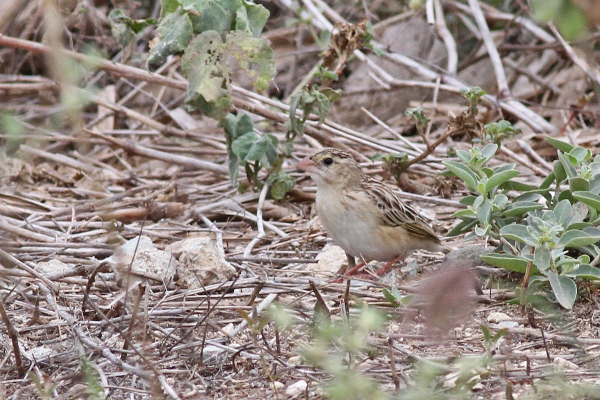 Yellow-crowned Bishop - Michael McCloy