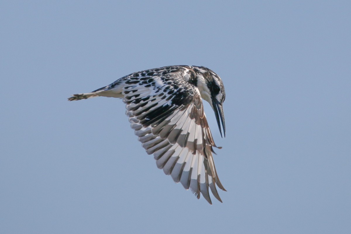 Pied Kingfisher - ML513912991