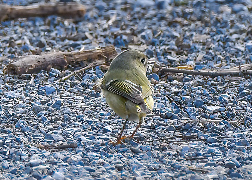 Ruby-crowned Kinglet - Michael Sciortino