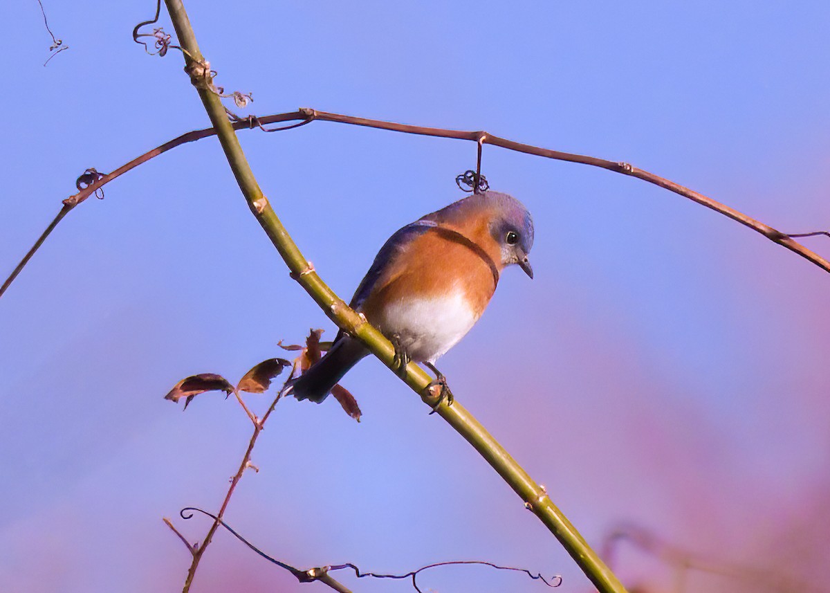 Eastern Bluebird - ML513913101