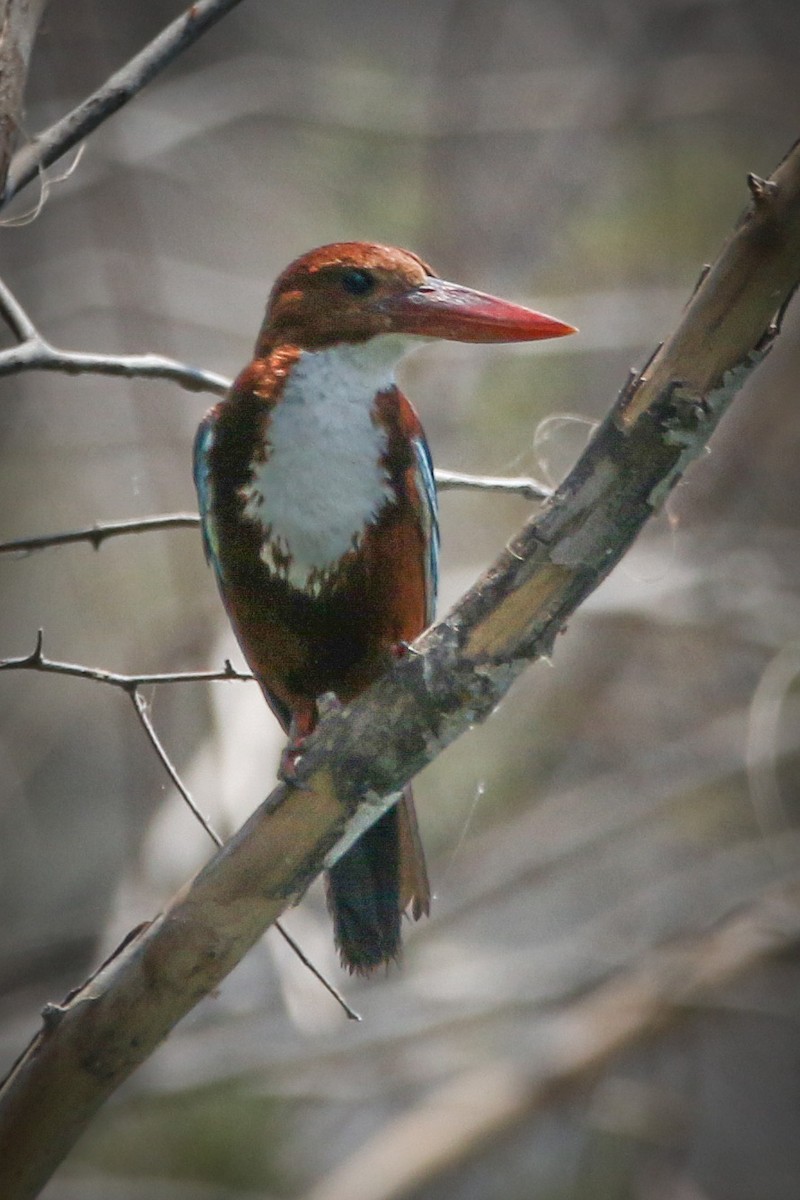 White-throated Kingfisher - ML513913141
