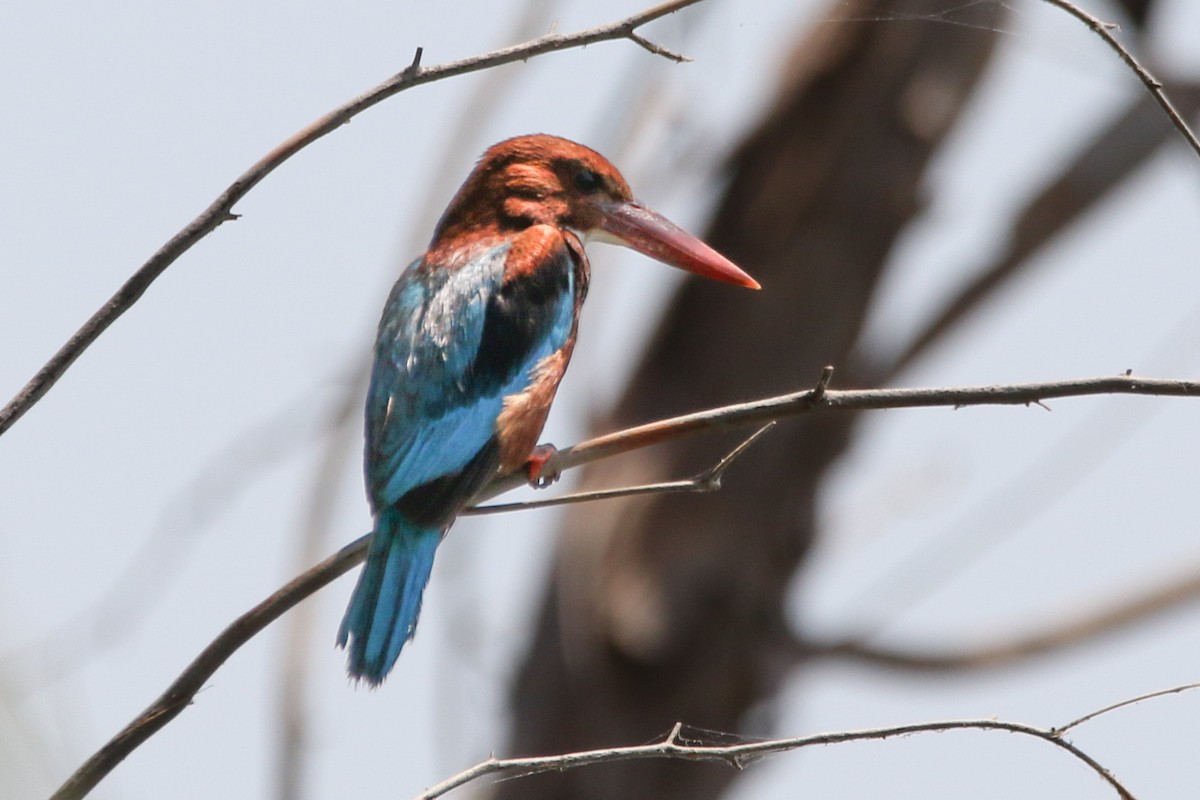 White-throated Kingfisher - ML513913151