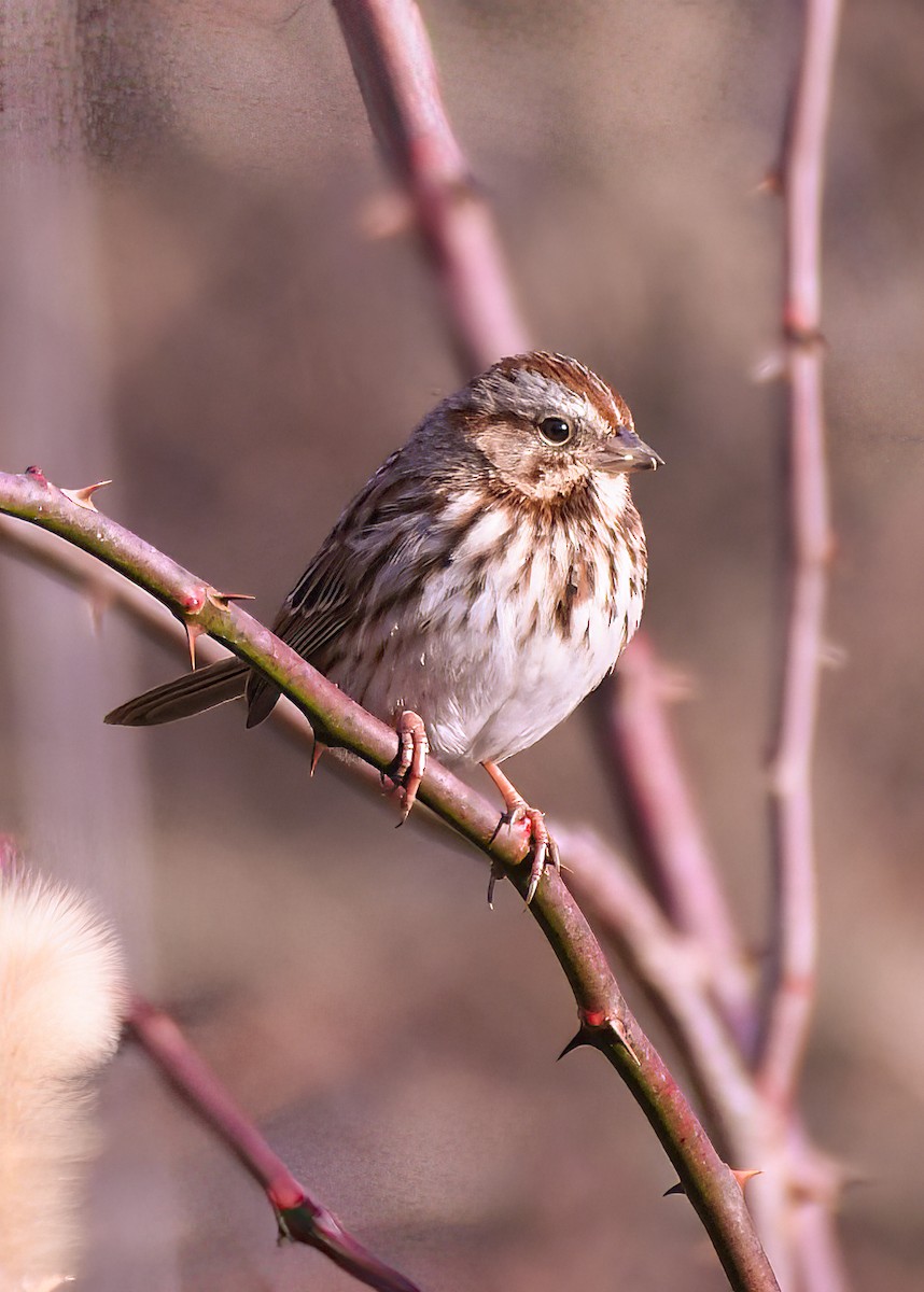 Song Sparrow - Michael Sciortino